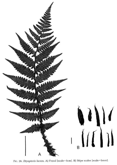 Dryopteris lacera